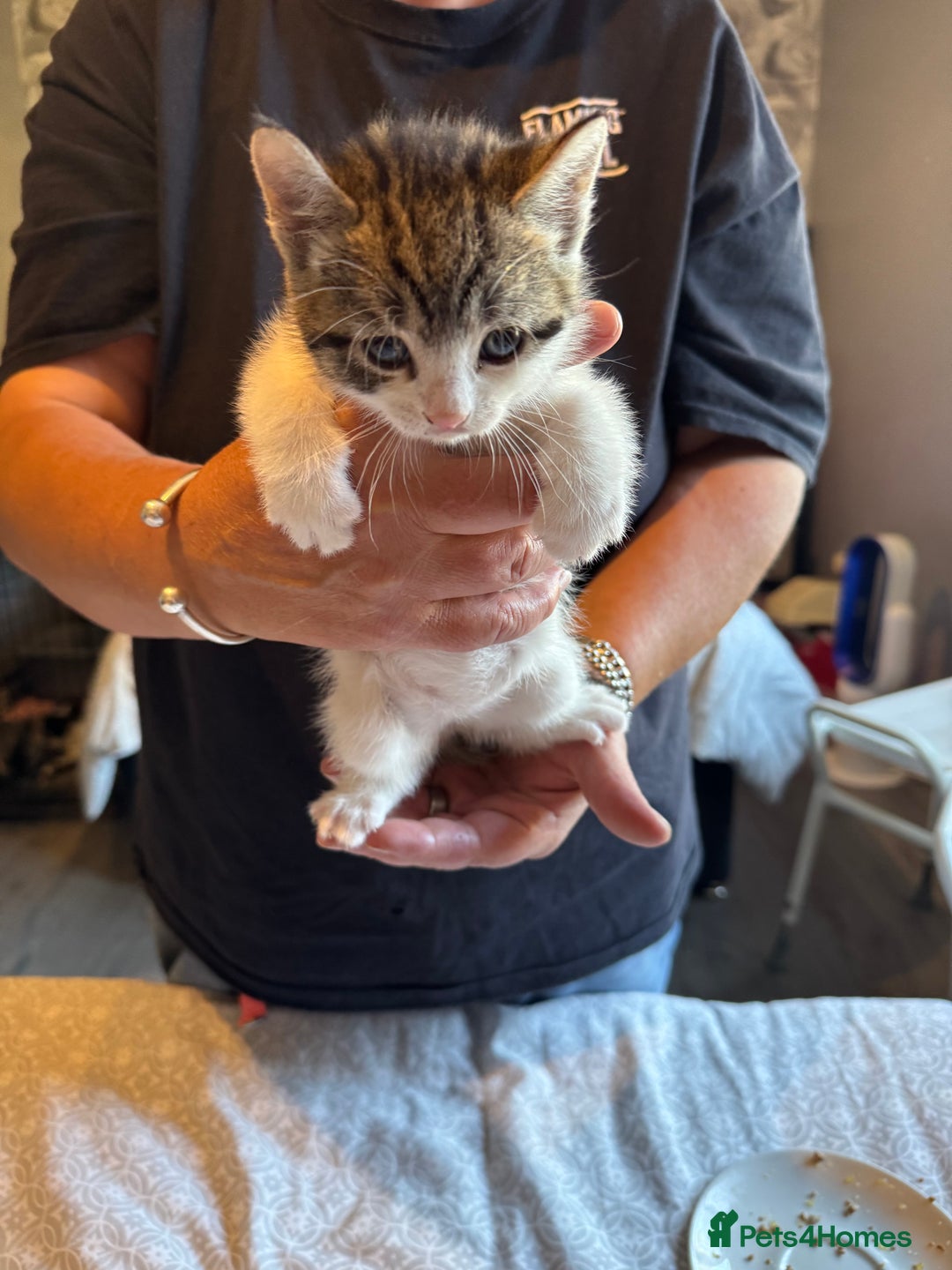British Shorthair cats for sale: Kittens for sale  - Image 20