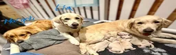 Golden Retriever dogs for sale: KC Reg'd Golden Retriever Puppies - Born 11/10/26 - Advert 10