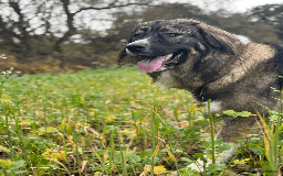 Caucasian Shepherd Dog dogs for sale: Caucasian Shepherd Dog - Image 7