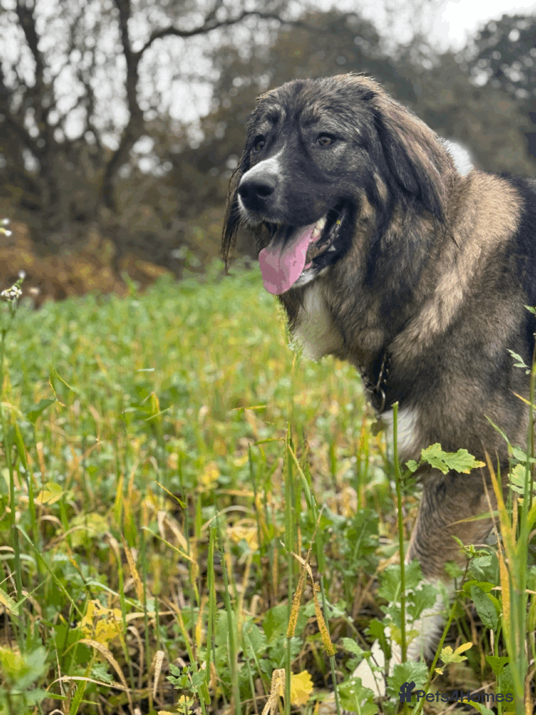 Caucasian Shepherd Dog dogs for sale: Caucasian Shepherd Dog - Image 7