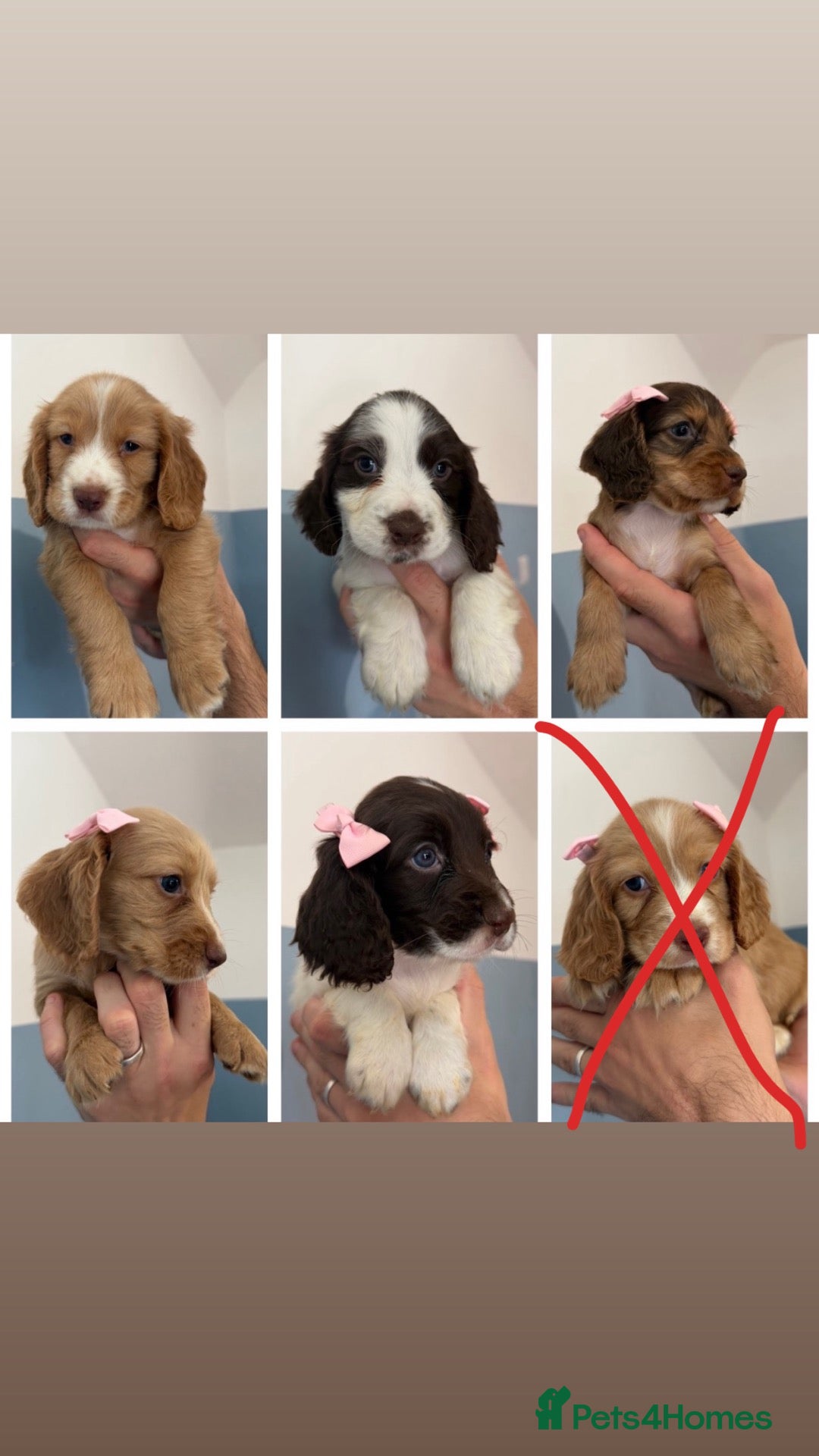 Sprocker dogs Sprocker puppies  - Advert 13