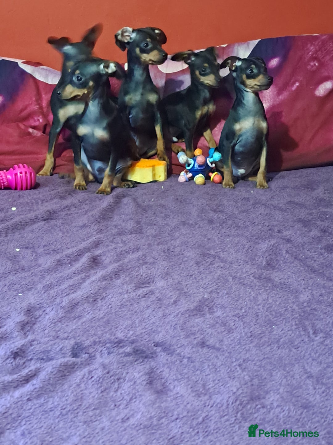 Miniature Pinscher dogs for sale: Miniature Pinscher Puppies 🐾   - Advert 16