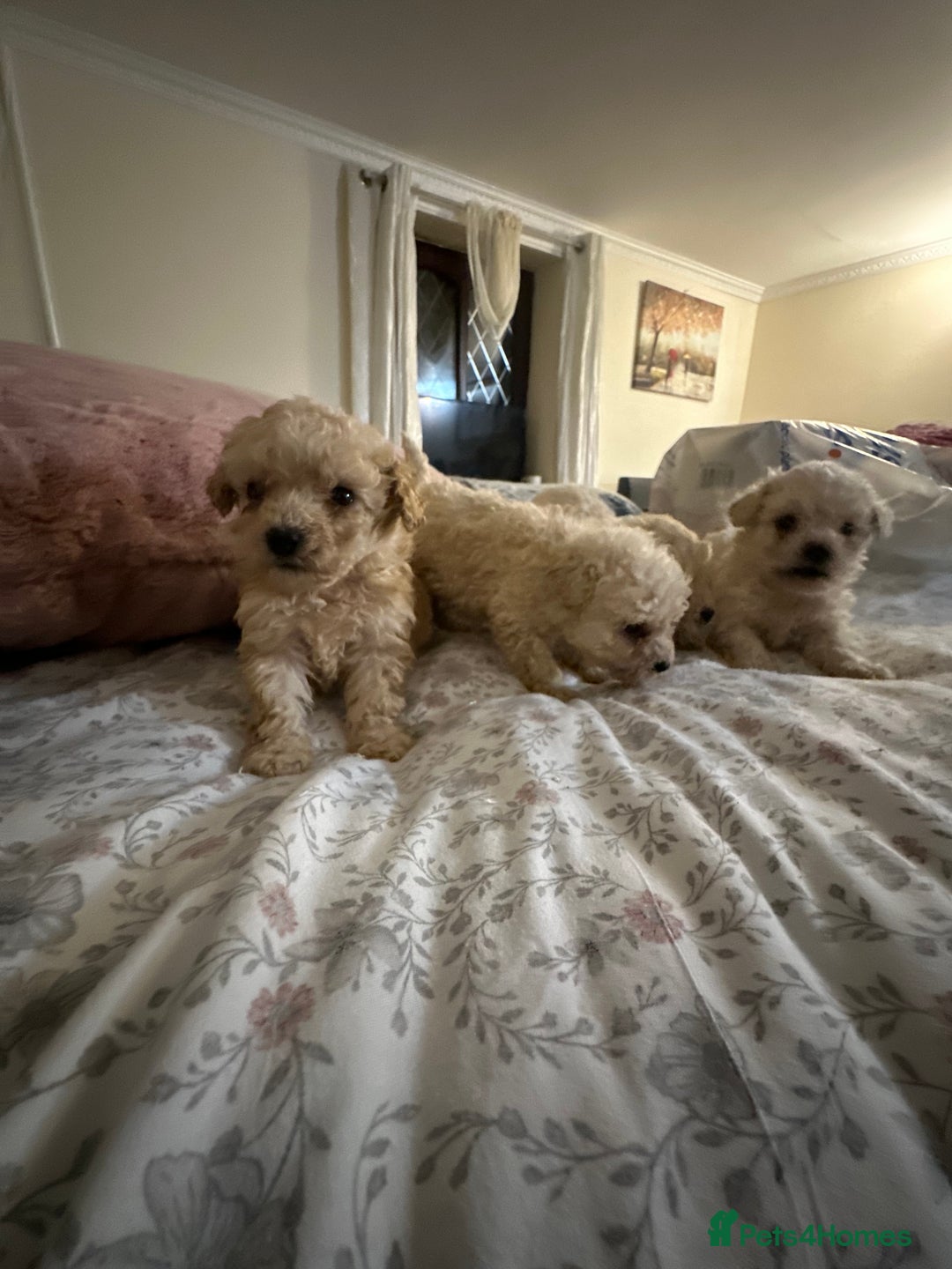 Poochon dogs for sale: Poochon puppies ready now  - Advert 22
