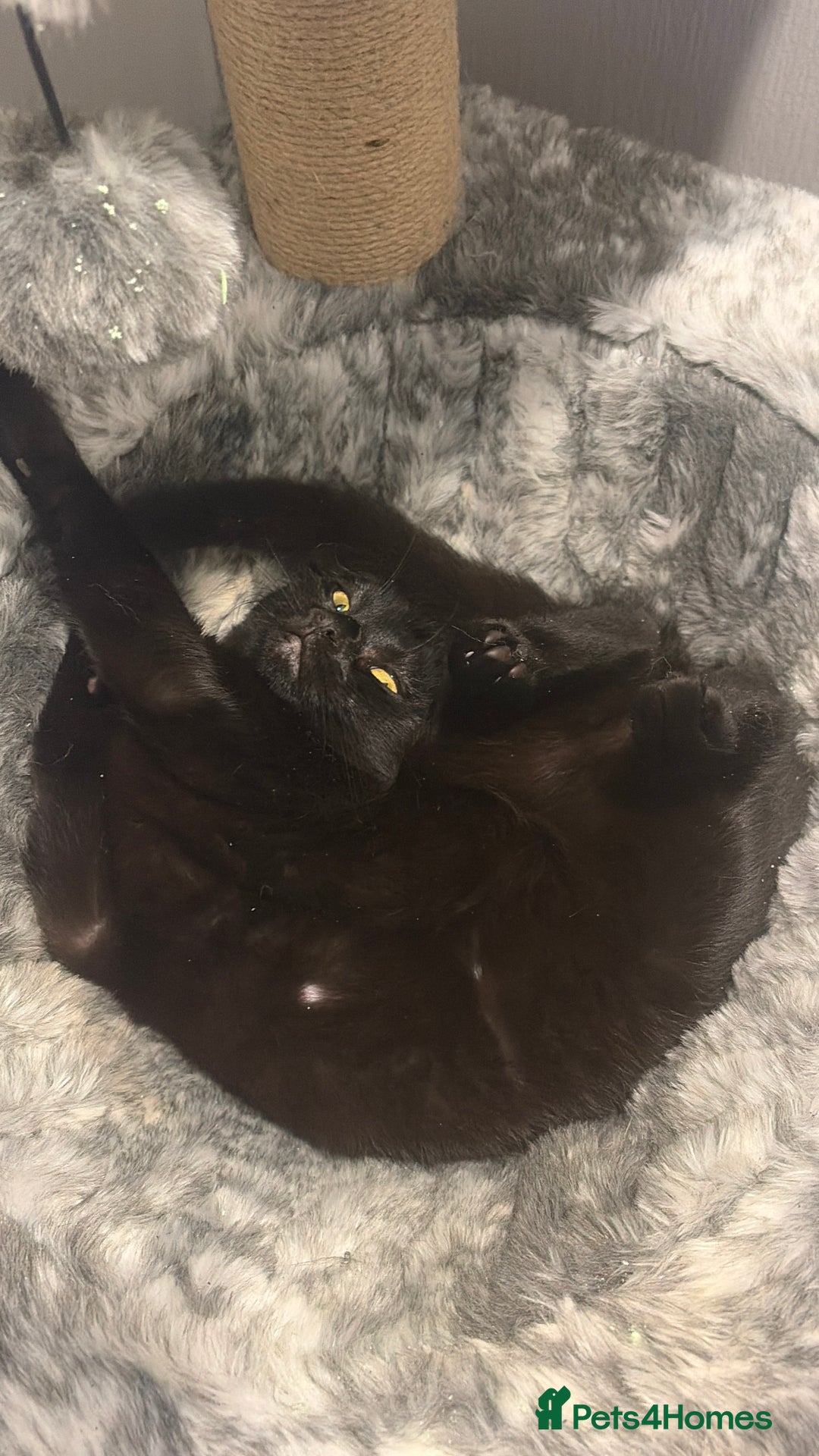 Mixed Breed cats for sale: Rosie & daisy  - Advert 3