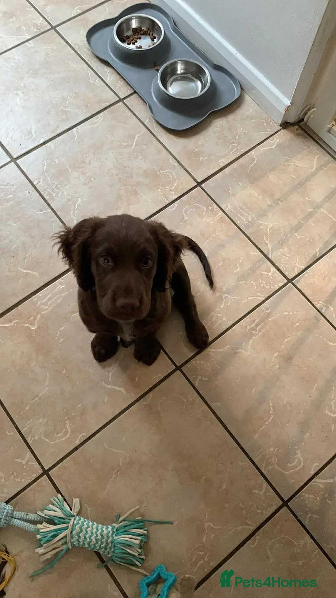 Cockapoo dogs for sale: (LAST BOY) Beautiful litter of 2 boys 2 girls - Advert 4