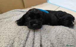 Cocker Spaniel dogs for sale: Working cocker Spaniel puppies KC registered  - Image 14