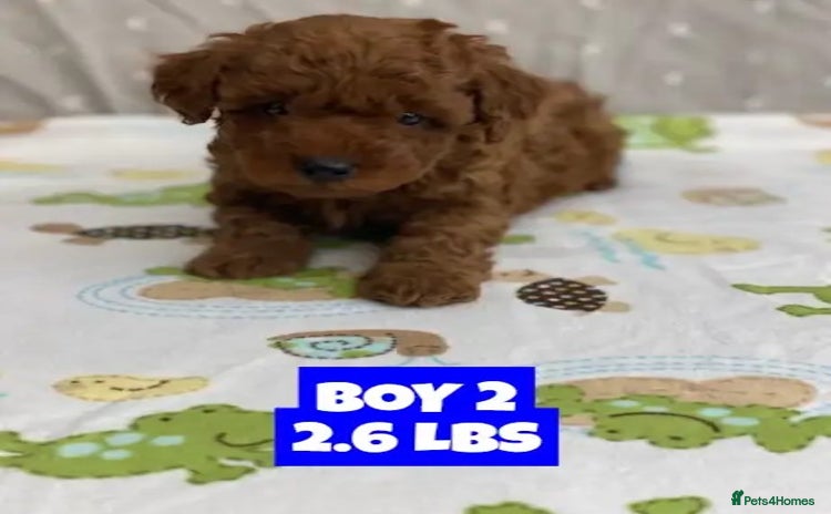 Poodle dogs - Advert 3