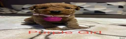 Labradoodle dogs for sale: Labradoodle Fox Red❤️❤️❤️ - Advert 3