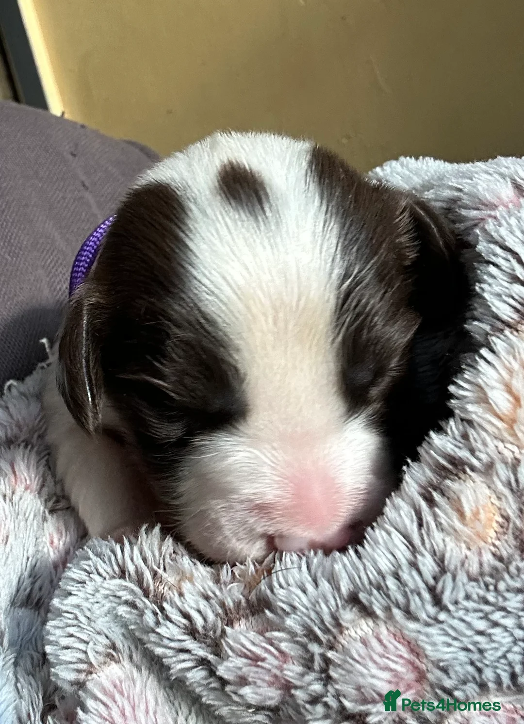 English Springer Spaniel dogs for sale: Stunning KC Reg ESS puppies with FTCH sire. - Advert 4