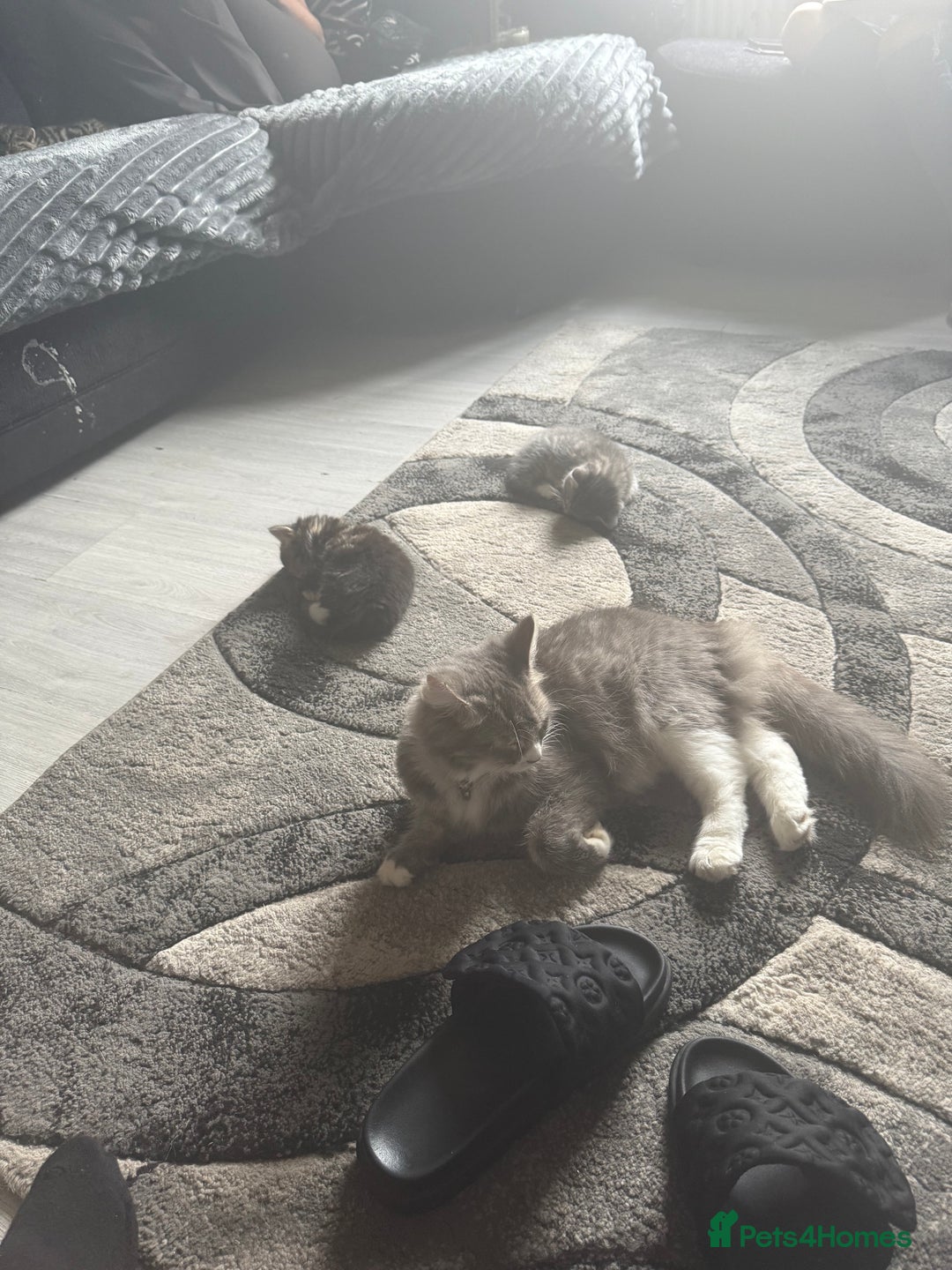 Norwegian Forest Cat cats for sale: Fluffy bundles of joy ready now  - Image 9
