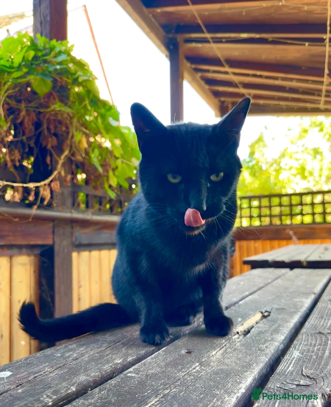Mixed Breed cats for sale: beautiful cats in Widnes - Advert 1