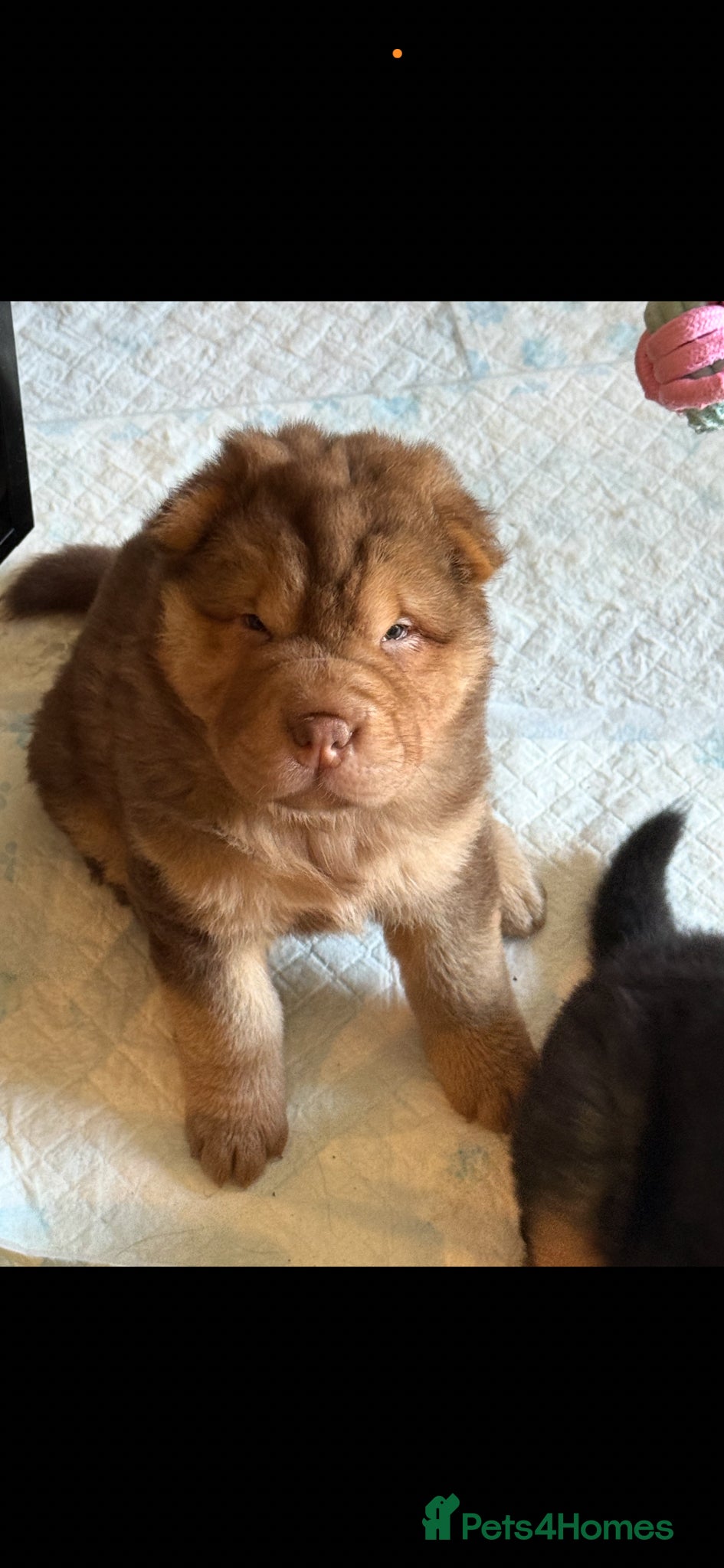 Shar Pei dogs for sale: Bear Coat Shar Pei KC Registered  - Advert 14