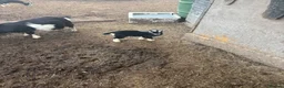 Goats livestock for sale: Pygmy goat in Crawley - Advert 1