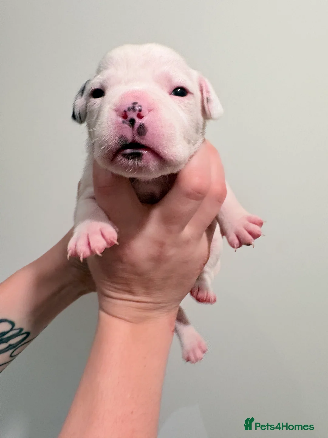 Mixed Breed dogs for sale: 7 gorgeous rare French American Bulldogs - Advert 10