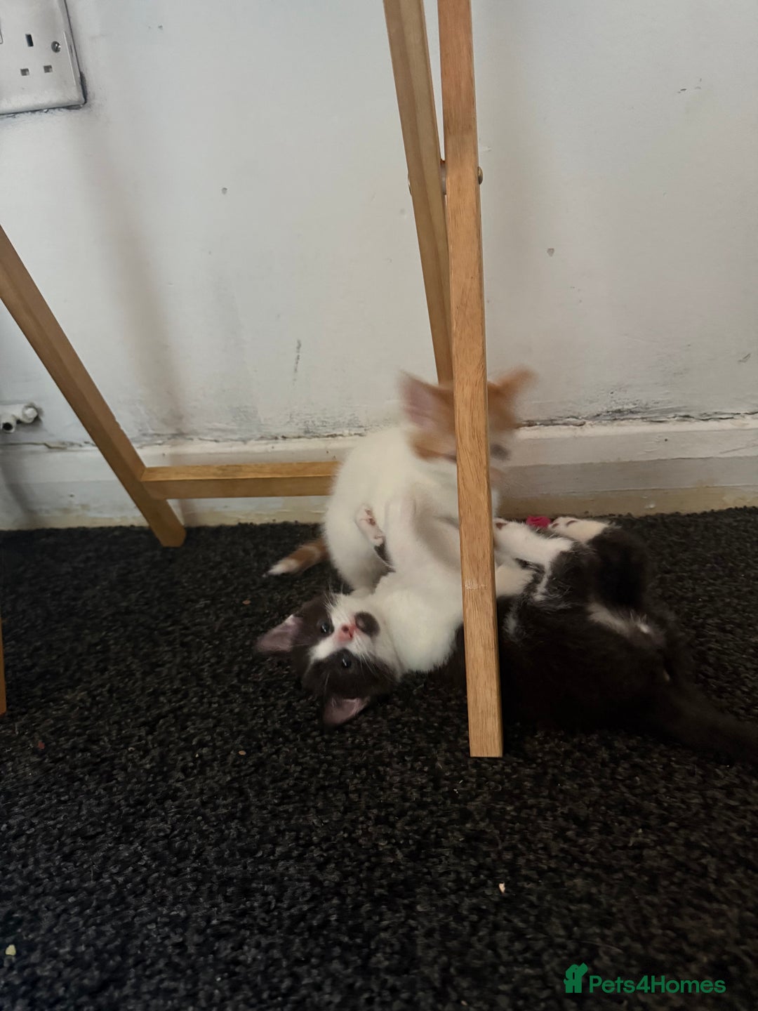 Mixed Breed cats for sale: 2 female kittens  - Image 2