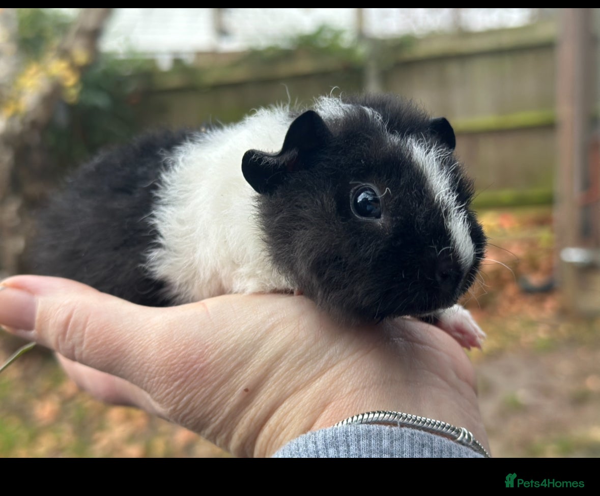 Guinea Pig rodents Male guinea pigs - Advert 14