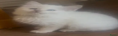 Ragdoll Kitten 5
