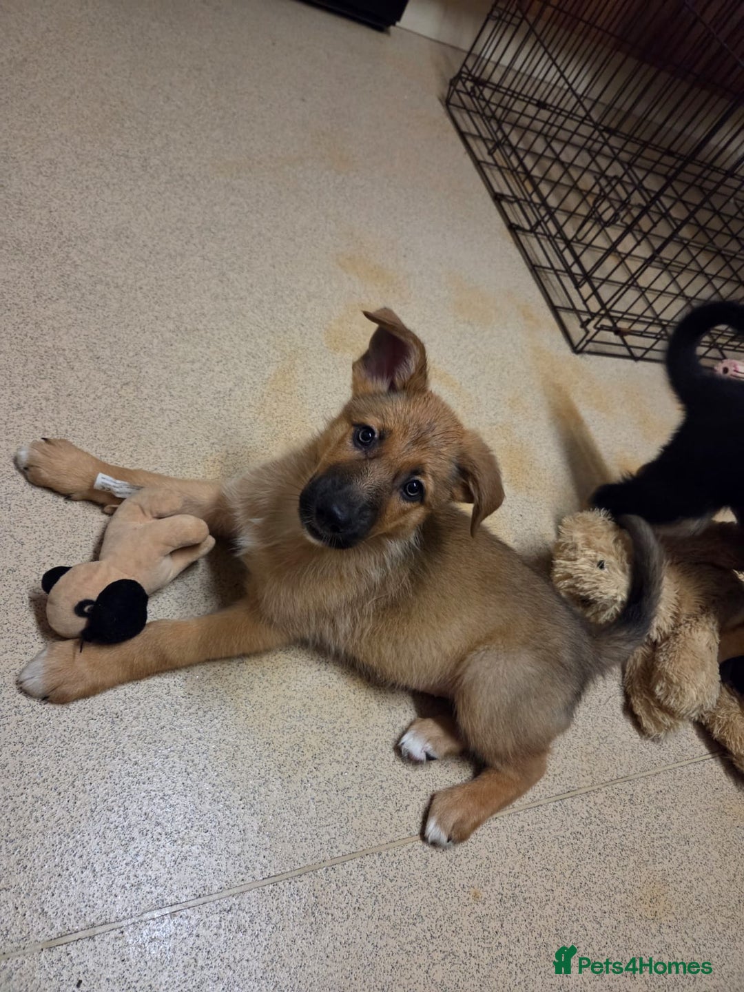 Mixed Breed dogs for sale: Female - Advert 4