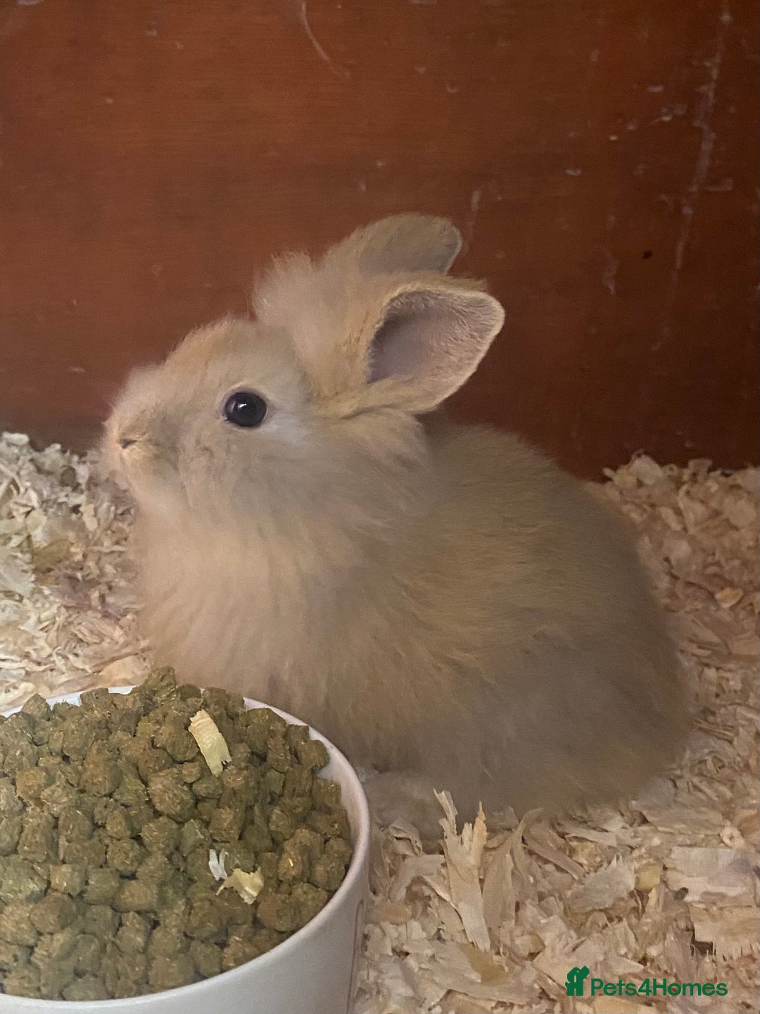 Lionhead rabbits for sale: lionheads for sale, ONE LEFT   in Holsworthy - Image 1