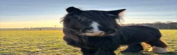 Irish Cob horses for sale: Marley in Dundee - Advert 5