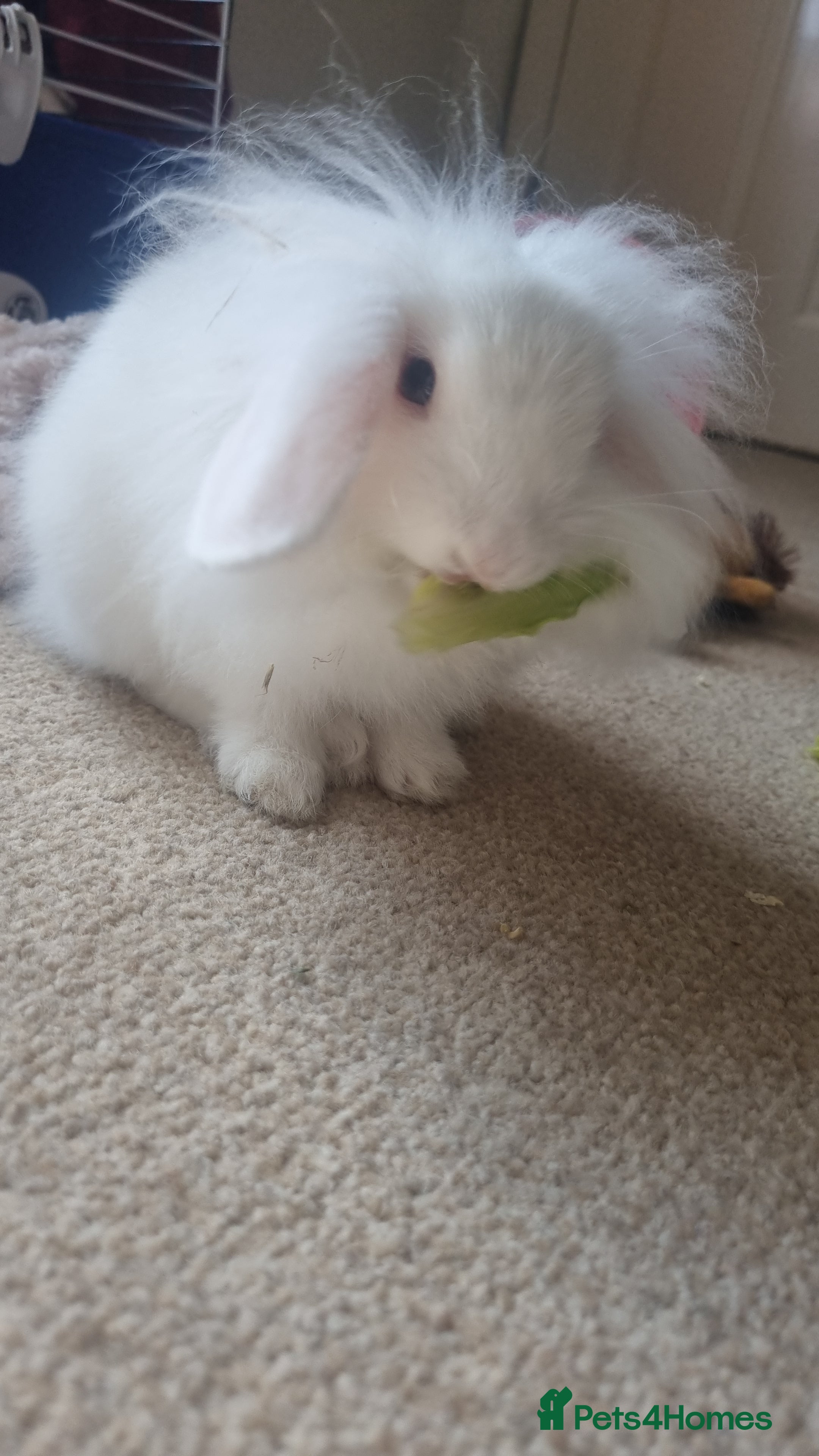 Mini Lion Lop rabbits Male lionlop - Advert 1