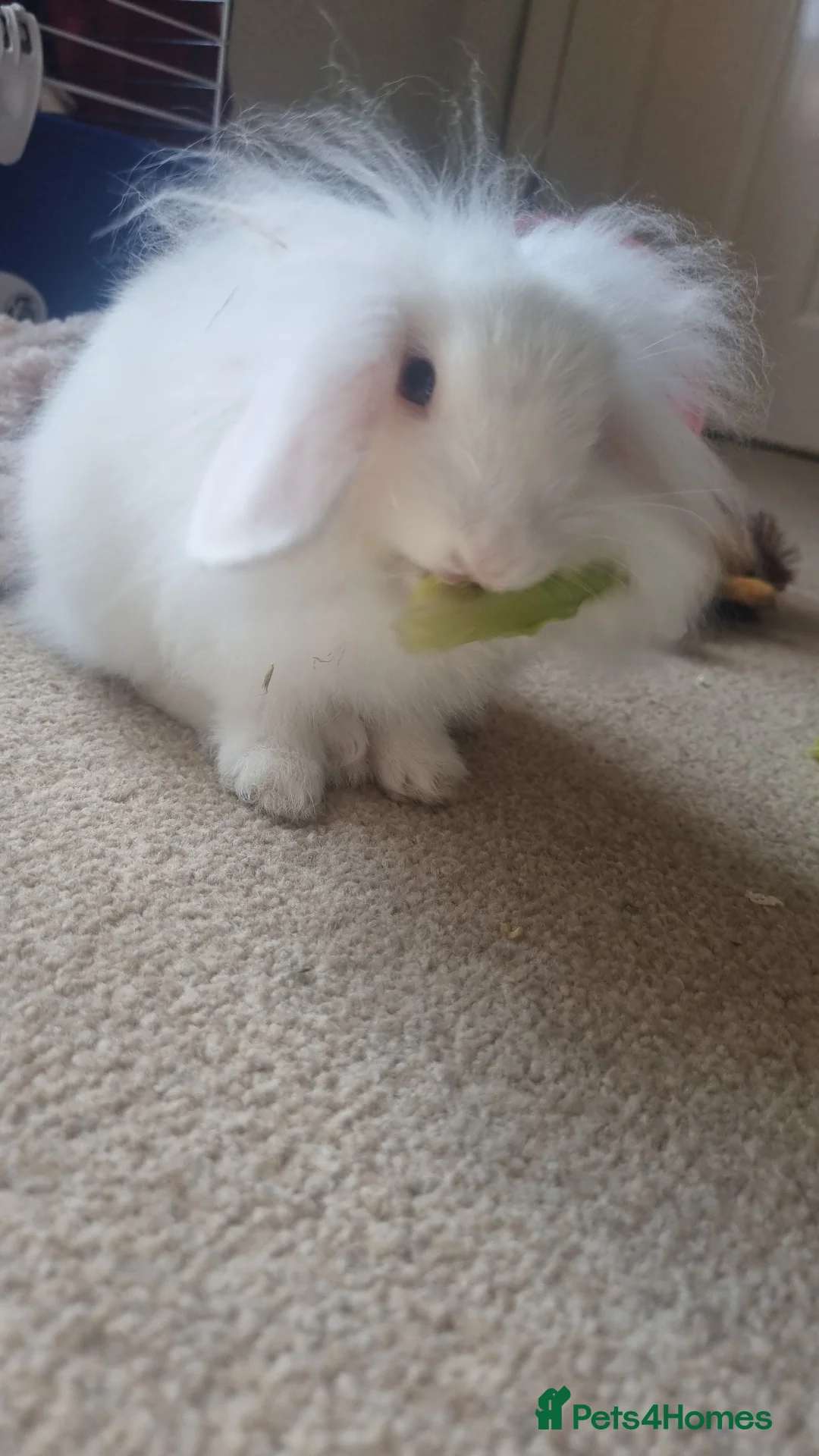 Mini Lion Lop rabbits for sale: Male lionlop - Advert 1