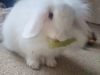 Mini Lion Lop rabbits Male lionlop - Advert 14