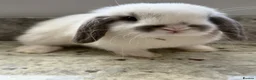 Mini Lop rabbits for sale: Beautiful mini lops - Advert 4