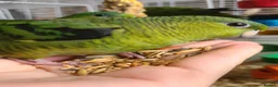 Parakeets birds for sale: Lineolated Parakeets - Advert 3