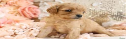 Cavapoo dogs for sale: *HEALTH TESTED*Cavapoo Puppies 5*LICENSED BREEDER* - Advert 15