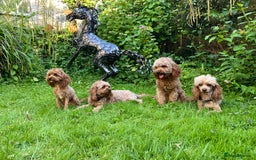 Cavapoo dogs for stud: F1b 5.6kg Cavapoo stud. Devon 100% success in Winkleigh - Image 10