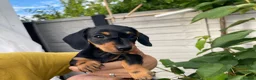 Miniature Dachshund dogs for sale: Miniature dachshund - Advert 6