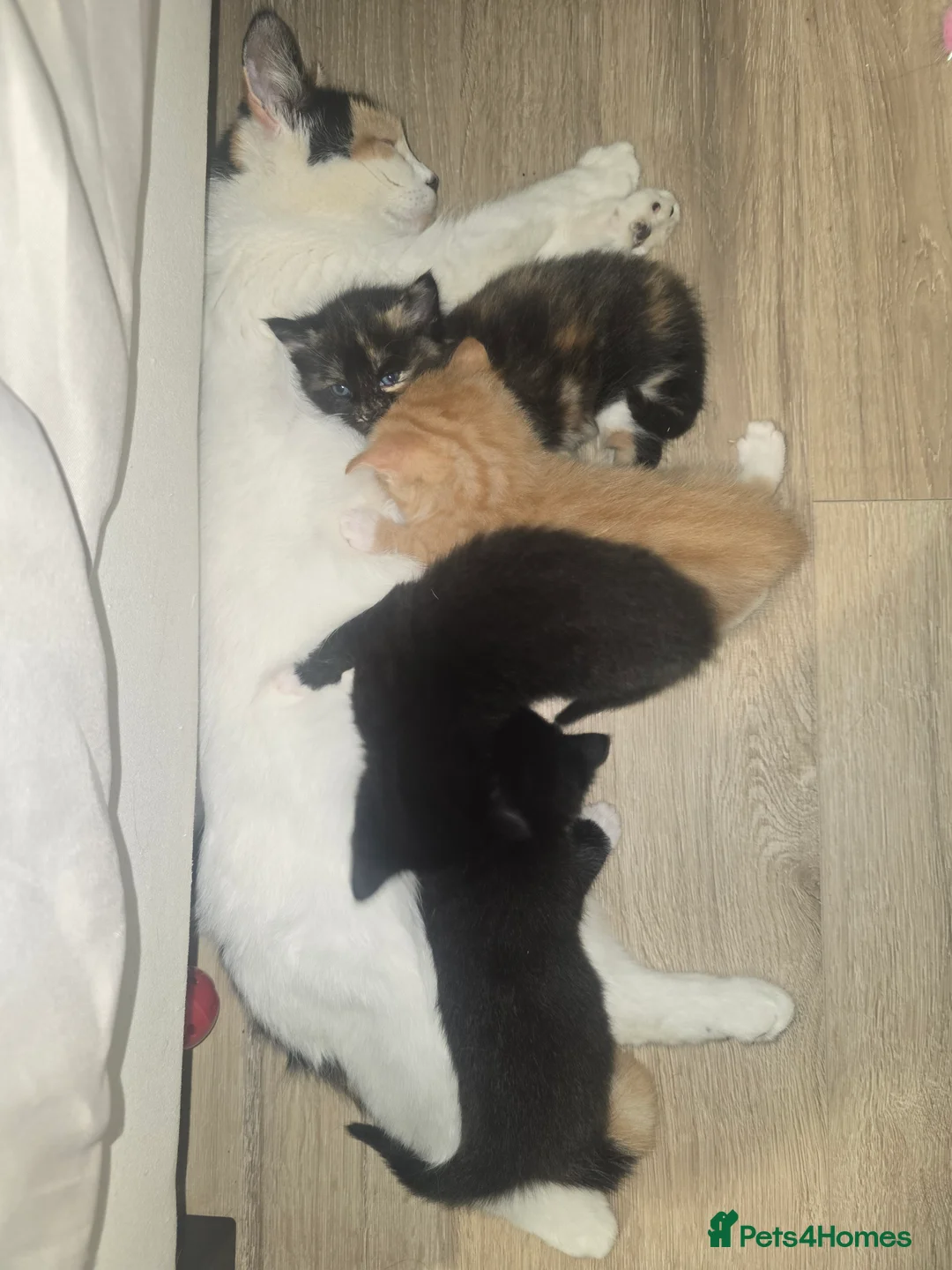 Mixed Breed cats for sale: Adorable Kittens (tri colour/ginger/tuxedo) Ready in Sheffield - Advert 19