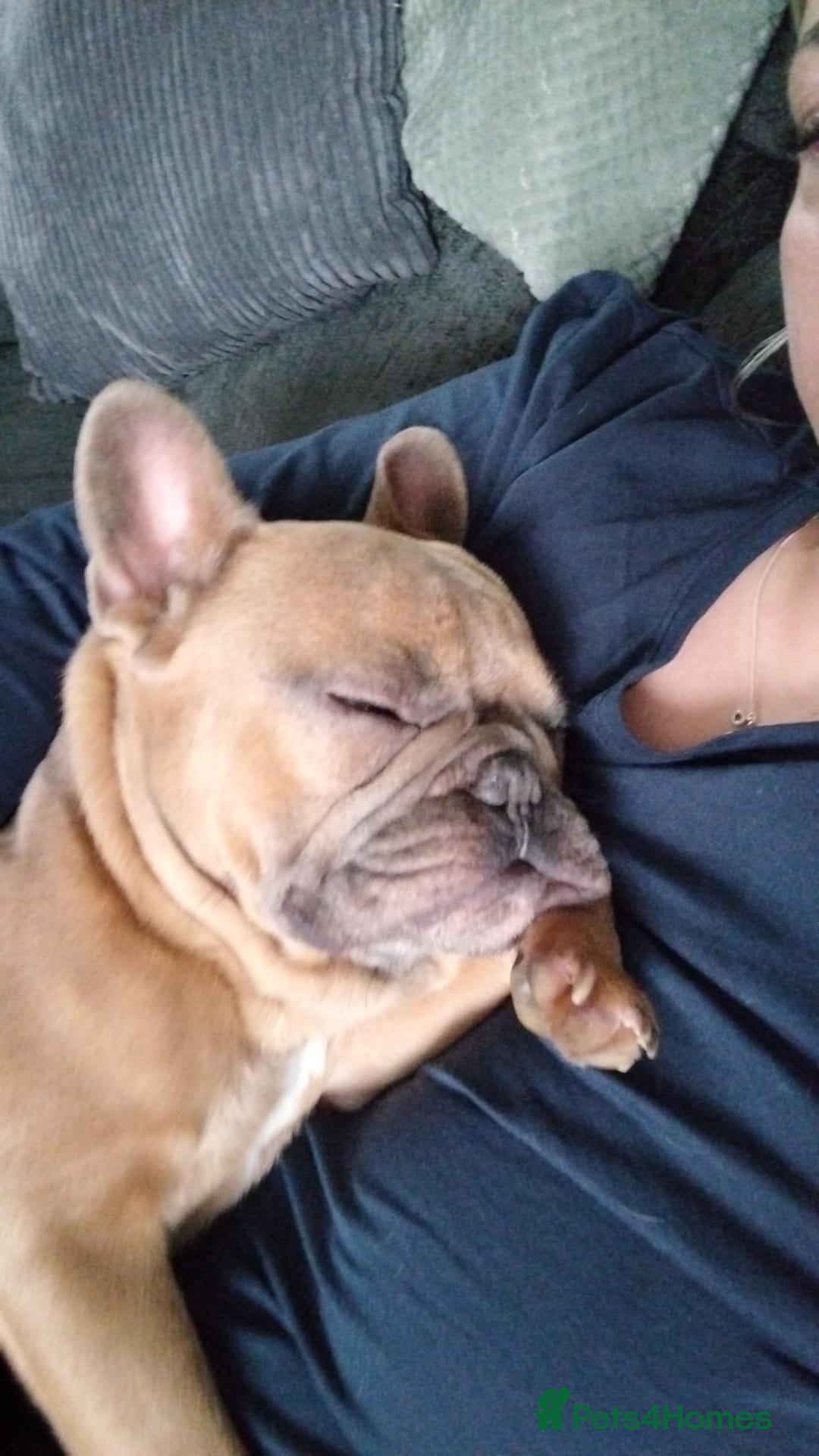 Mixed Breed dogs for sale: 2 and a half year old boy frenchie - Advert 5