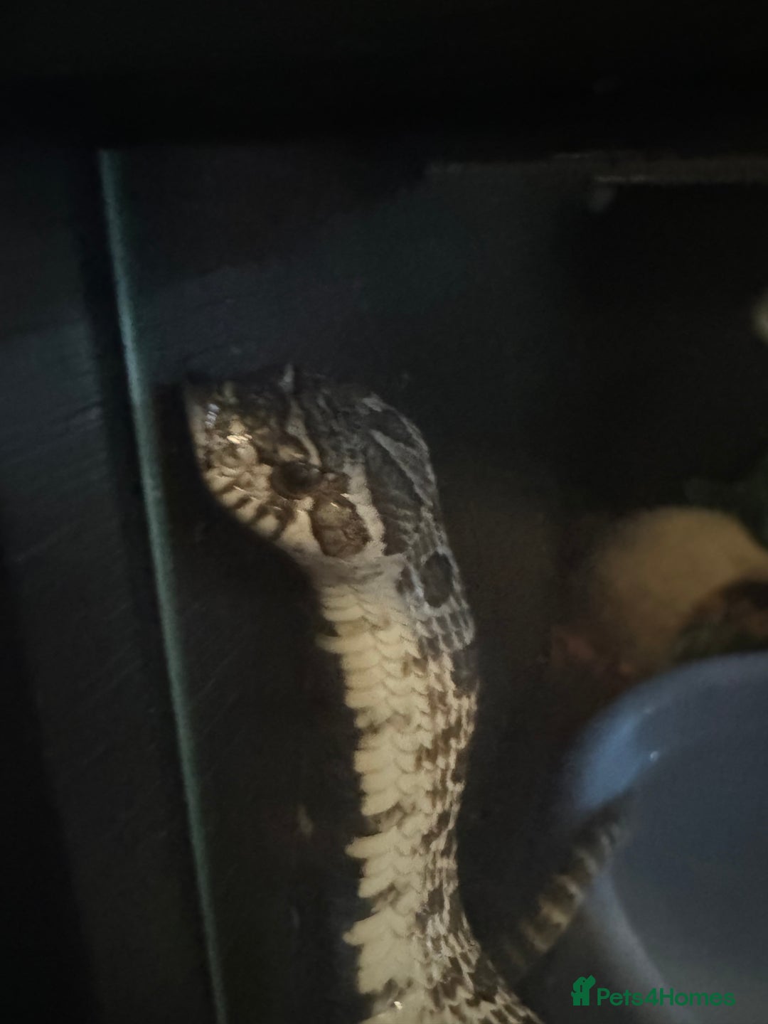 Snake reptiles for sale: Collection of snakes - Image 8