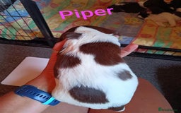 English Springer Spaniel dogs for sale: Working bred KC English Springer Spaniels puppies  - Image 3