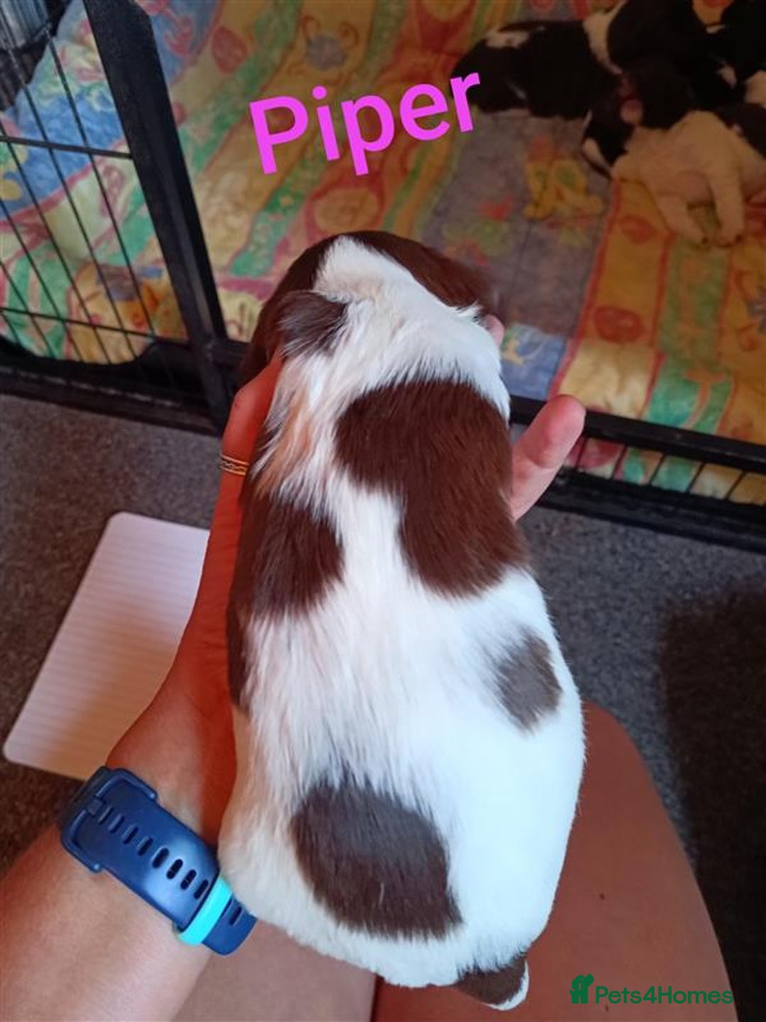 English Springer Spaniel dogs for sale: Working bred KC English Springer Spaniels puppies  - Image 3