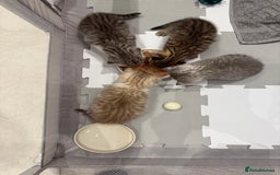 British Longhair cats for sale: Scottish Straights Longhair and Shorthair - Image 9