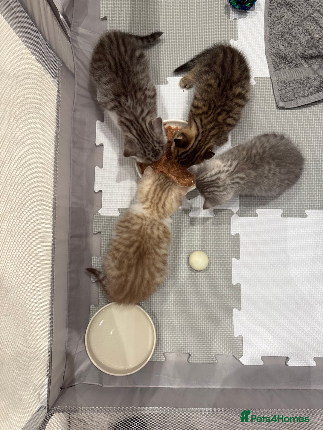 British Longhair cats for sale: Scottish Straights Longhair and Shorthair - Image 9