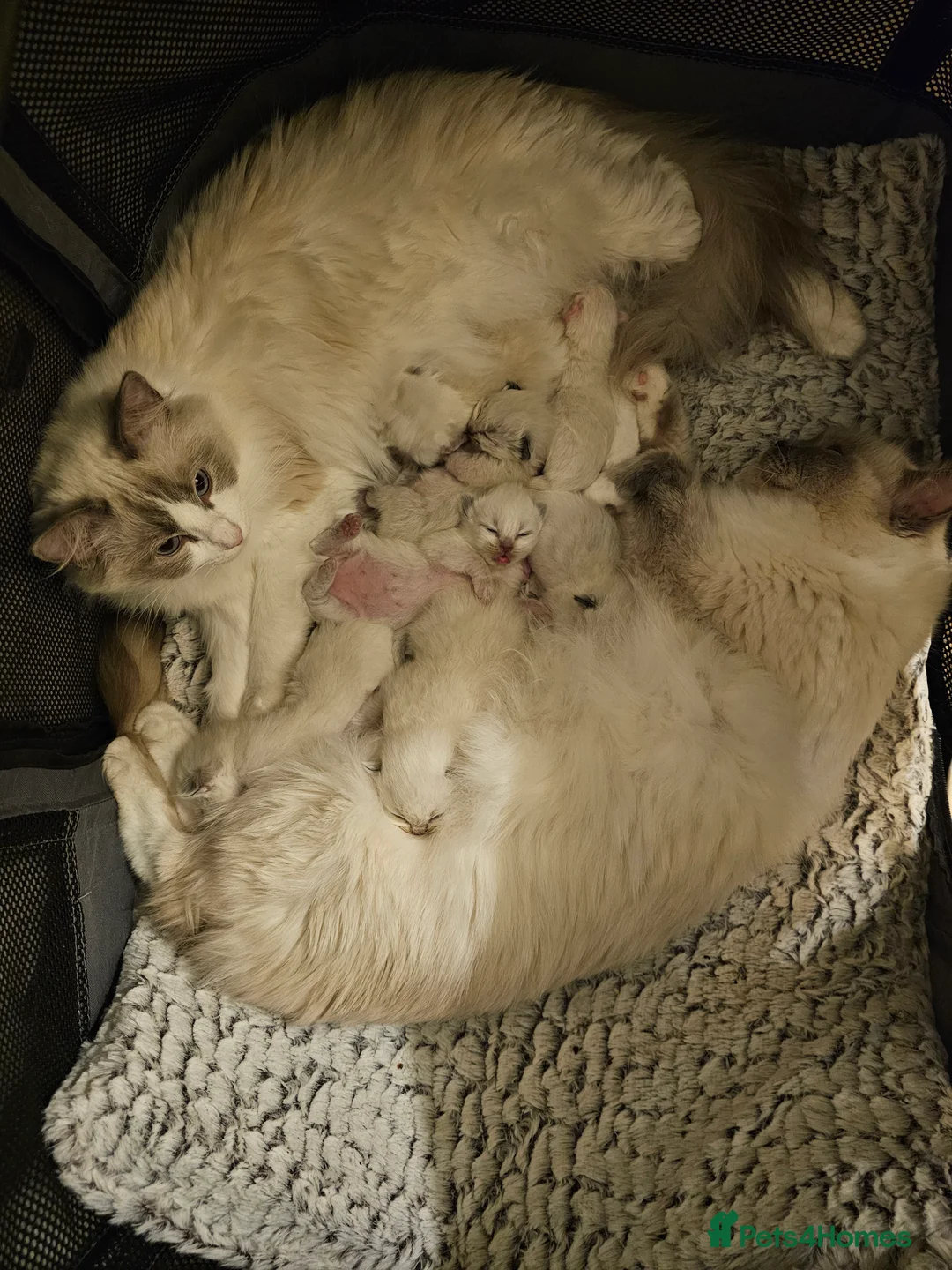 Ragdoll cats for sale: 7 GCCF Ragdoll kittens. Blue and Seal. Home raised - Advert 22