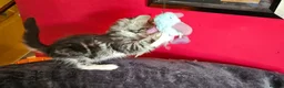 Maine Coon cats for sale: 2 stunning Mainecoon kittens  - Advert 5