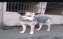Mixed Breed dogs for adoption: Meet Lima, currently residing in North Wales - Image 5