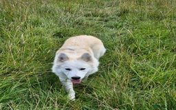 Alaskan Malamute dogs for sale: Alaskan malamute female puppy, excellent bloodline - Image 1