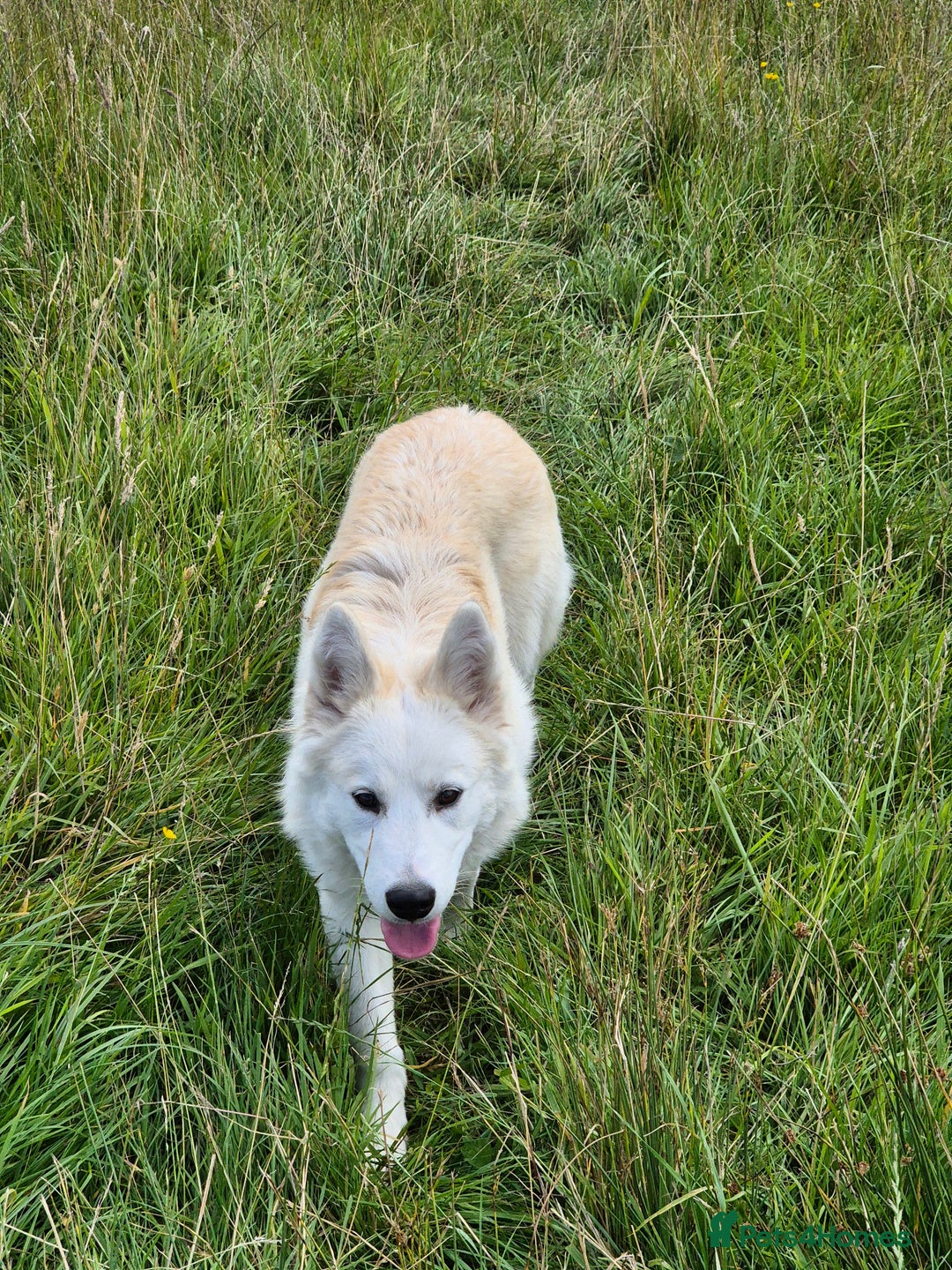 Alaskan Malamute dogs for sale: Alaskan malamute female puppy, excellent bloodline - Image 1