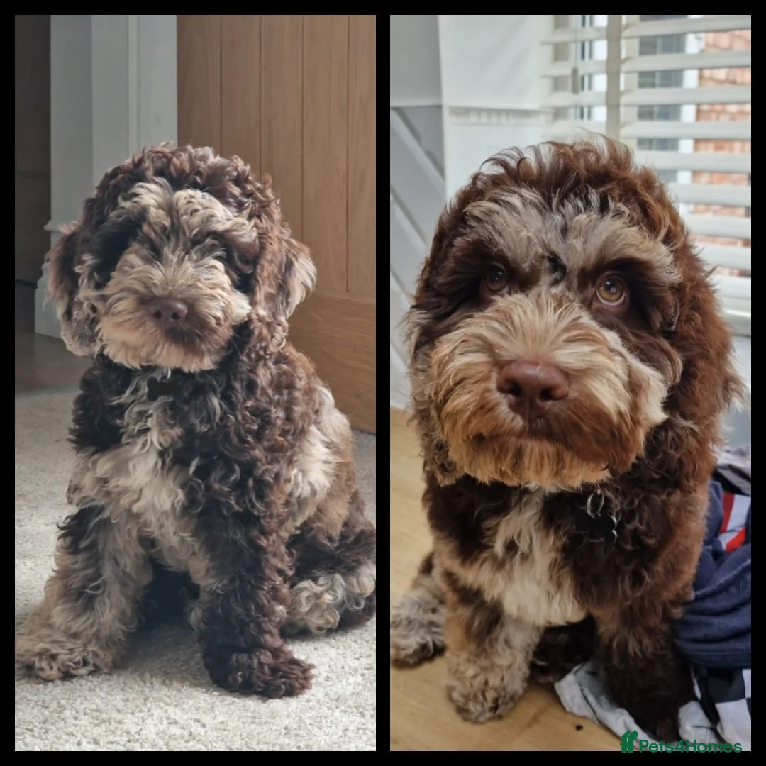Miniature Poodle dogs for stud: Chocolate Merle Miniature Poodle for stud in Warrington - Advert 31
