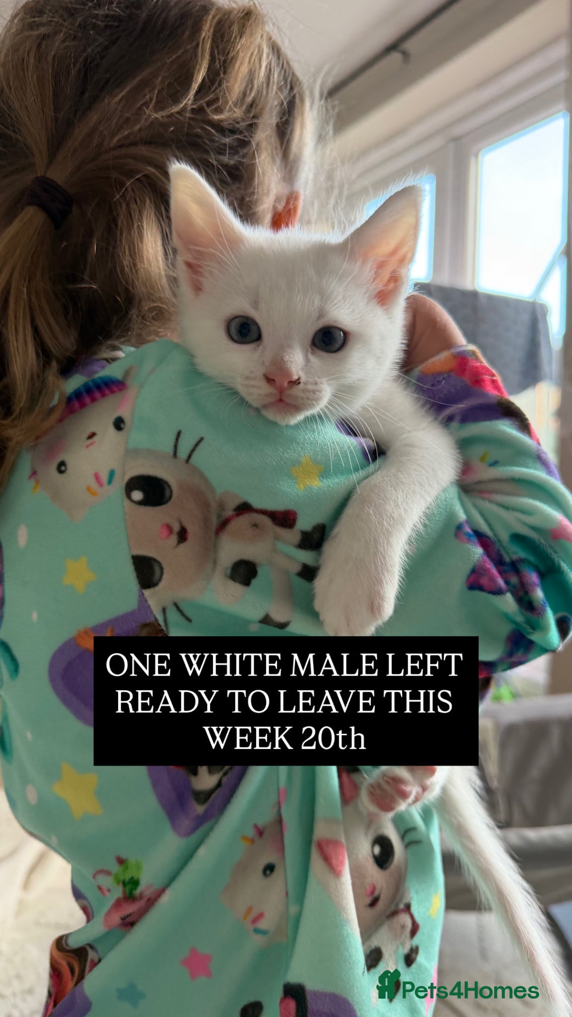 Domestic Shorthair cats White Male Ready THIS WEEK - Advert 9