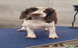 Cockapoo dogs for sale: 3 Stunning Black F1 Show Type Cockapoos  in Mansfield - Image 8