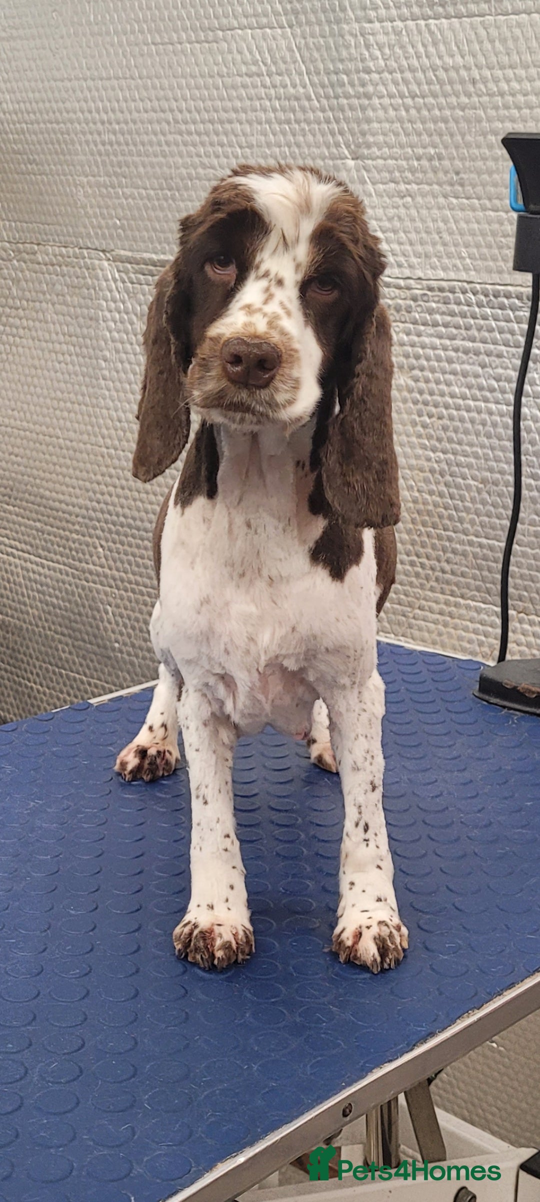 Cockapoo dogs for sale: 3 Stunning Black F1 Show Type Cockapoos  in Mansfield - Image 8