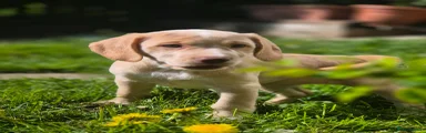 Cockerdor Puppy 4