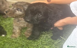 Cockapoo dogs for sale: Gorgeous cockapoo puppies - Image 1